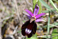 Ophrys bertolonii